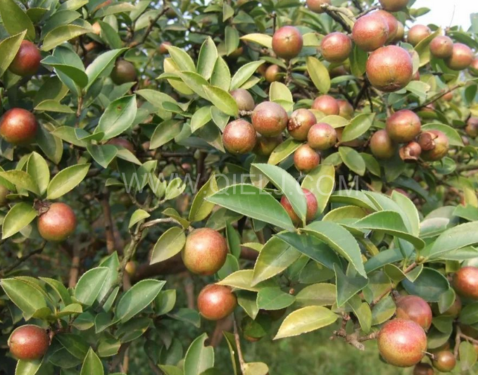 茶籽油壓榨設備認準企鵝機械，性能穩定操作便利(圖1)